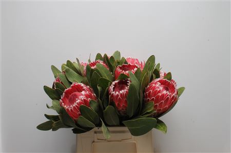 Protea Empress