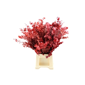 Gestabiliseerd Euca Stuartiana Rood