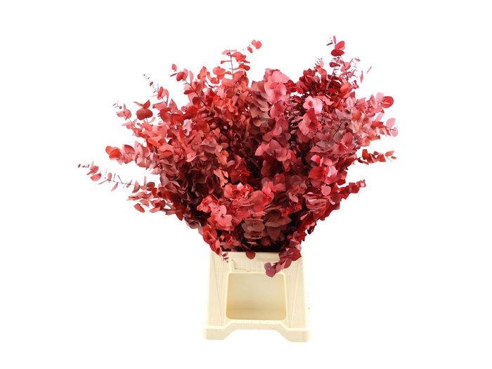 <h4>Gestabiliseerd Euca Stuartiana Rood</h4>
