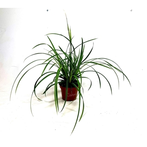 Carex morrowii Ice Dance