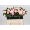 Paeonia Pink Giant