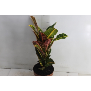 CROTON HIBRIDO PETRA P17