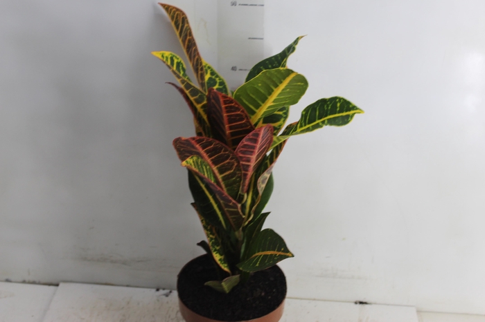 <h4>CROTON HIBRIDO PETRA P17</h4>