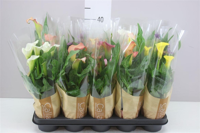 <h4>Zant Gemengd</h4>