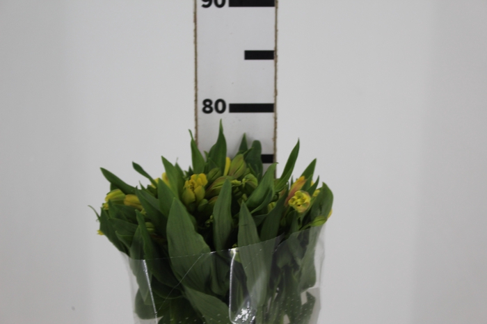 <h4>ALSTROEMERIA FLORIDA 080 CM</h4>