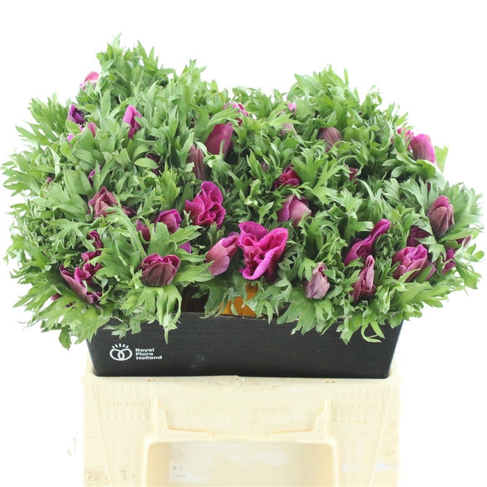 <h4>Anem Co Mar Cerise</h4>