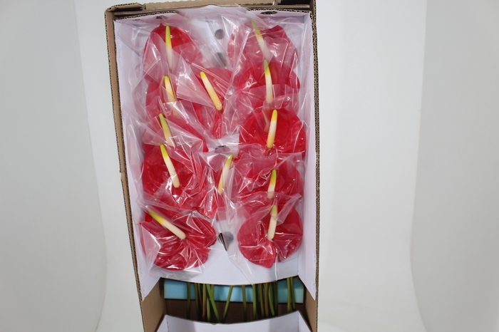 <h4>ANT TROPICAL 11/13 040 CM DIAM MIN 11 CM VERMELHO</h4>