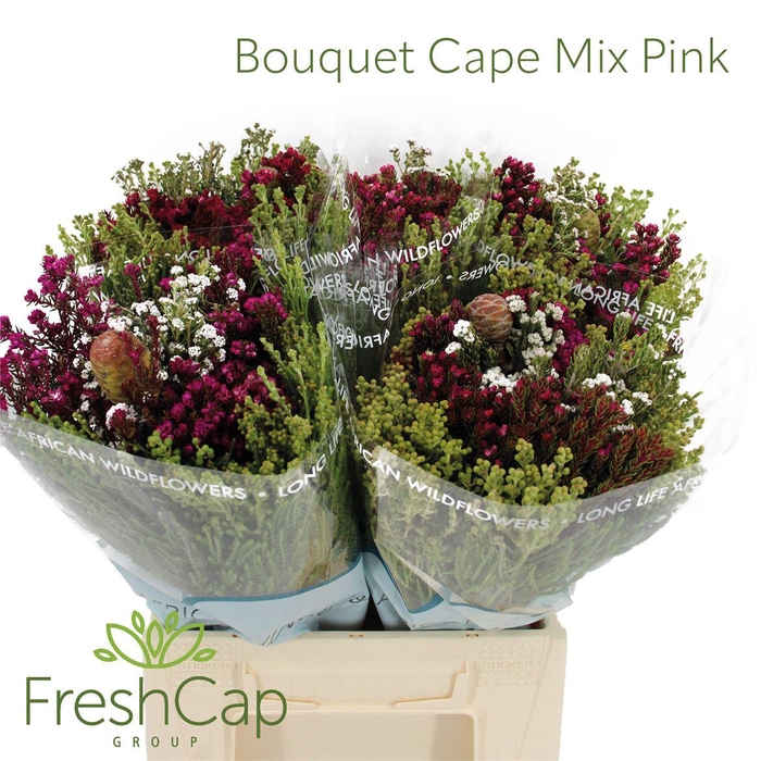 <h4>Bouquet Cape Mix Pink</h4>