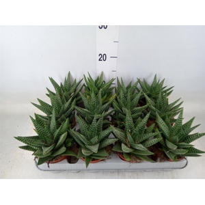 xGasterhaworthia  'Royal Highness'