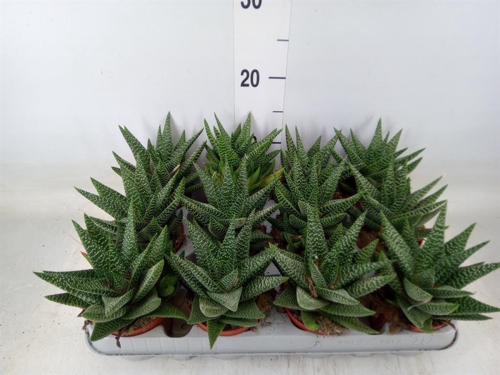 <h4>xGasterhaworthia  'Royal Highness'</h4>