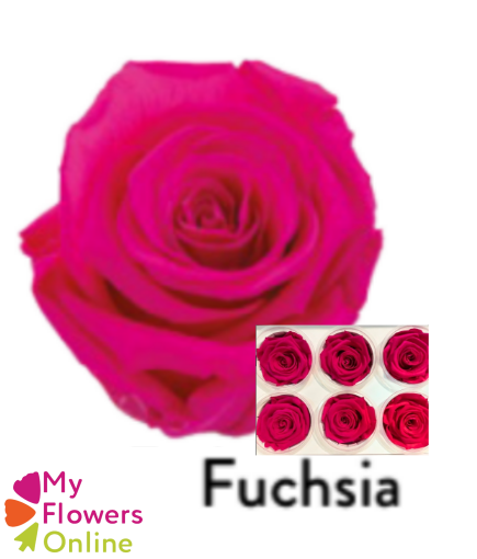 <h4>Roses Éternelles Fuchsia x6</h4>