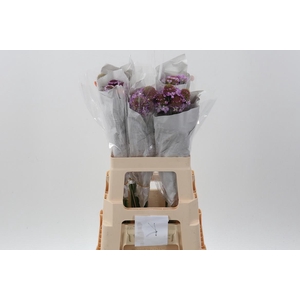 Scab Focal Lavendel ECU