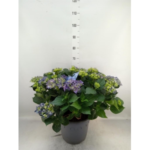 Hydrangea mac. 'Early'