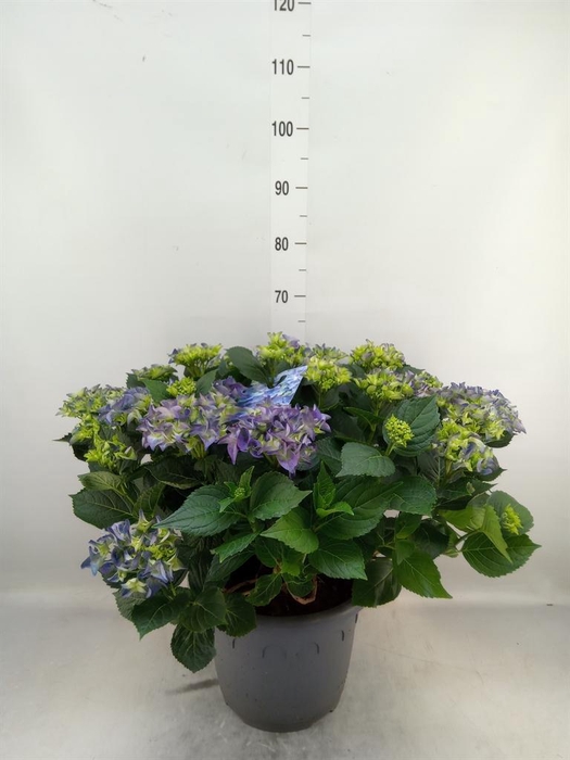 <h4>Hydrangea mac. 'Early'</h4>