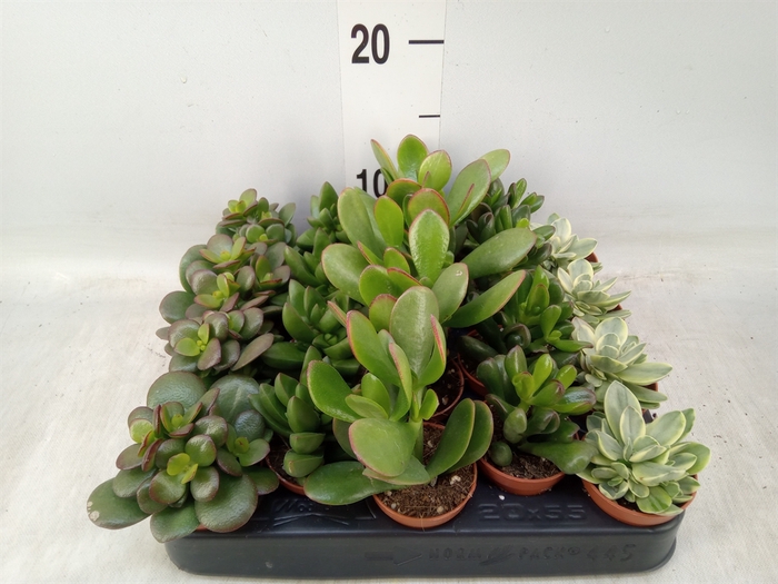 <h4>Crassula   ...mix</h4>