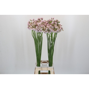 Allium Rosy Bells