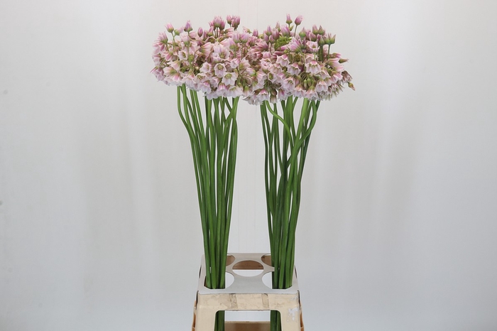 <h4>Allium Rosy Bells</h4>