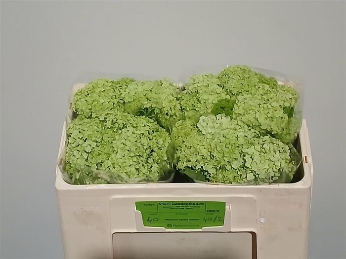 <h4>Viburnum Roseum St</h4>