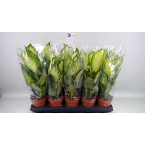 Dieffenbachia 'Camilla'