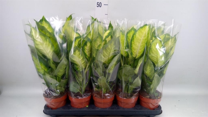 <h4>Dieffenbachia 'Camilla'</h4>