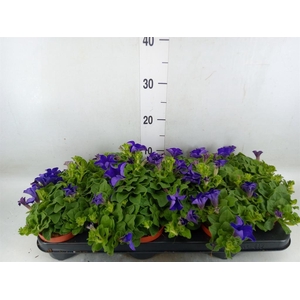 Petunia  'Famous Blue'