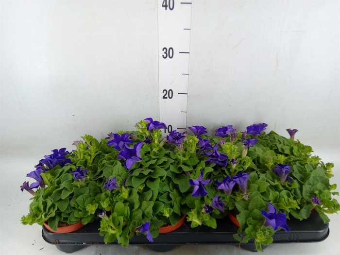 <h4>Petunia  'Famous Blue'</h4>