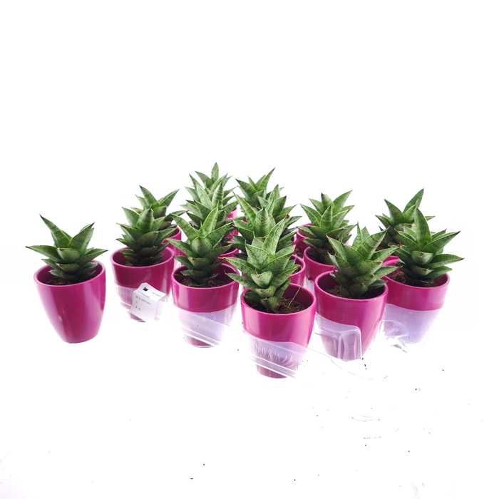 <h4>SANSEV CYLINDRICA OV</h4>