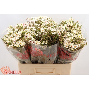 Chamelaucium Janelle