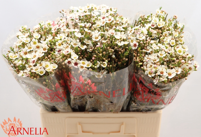 <h4>Chamelaucium Janelle</h4>