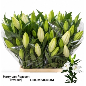 LI OR SIGNUM