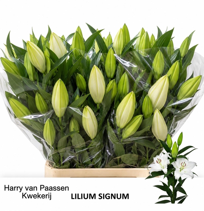 <h4>LI OR SIGNUM</h4>