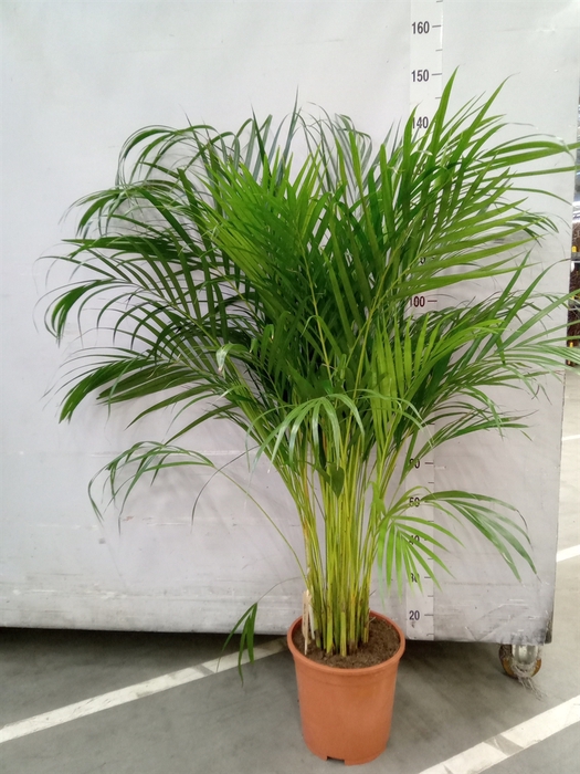 <h4>Dypsis lutescens   ...Chrysalidoca</h4>