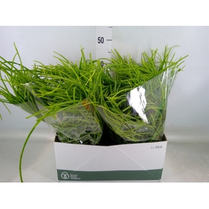 Rhipsalis   ...