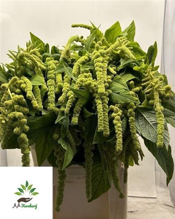 <h4>Amar Ca Cycloop</h4>