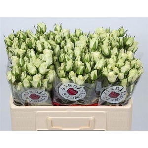 R Tr Pola Sensation+