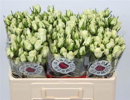 <h4>R Tr Pola Sensation+</h4>