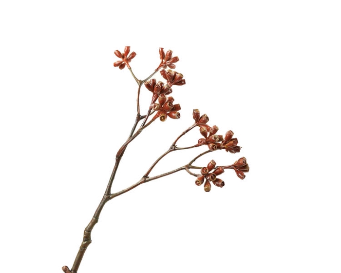 <h4>Eucalyptus Berry Red</h4>