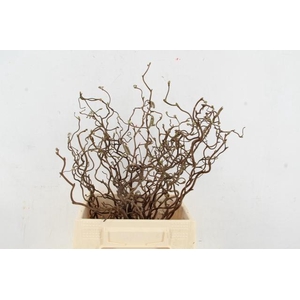 CORYL AV CONTORTA 2 JARIG 040CM