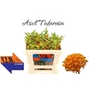 Ascl Tuberosa X5