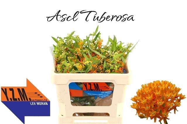 <h4>Ascl Tuberosa</h4>