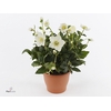 Helleborus niger 'Diva'