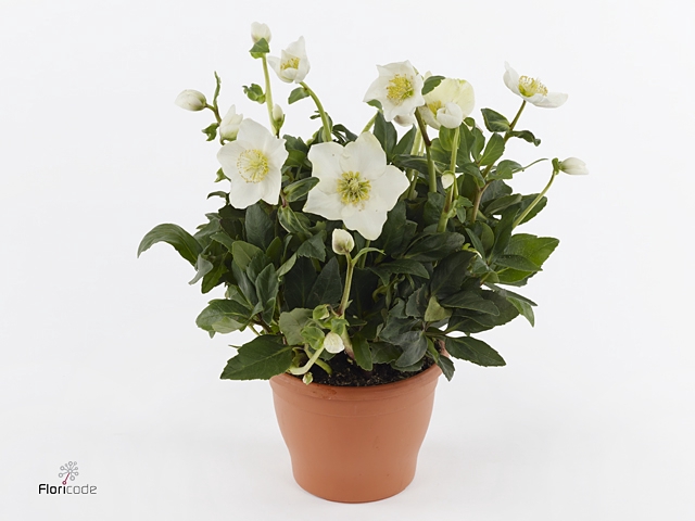 Helleborus niger 'Diva'