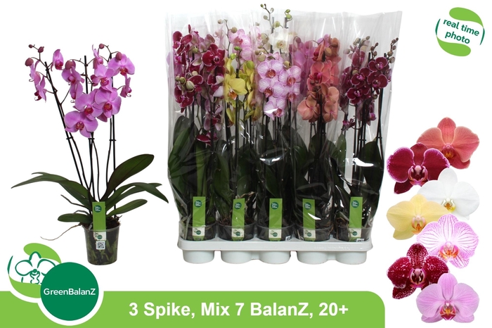 <h4>PHAL GEM 7 KL</h4>