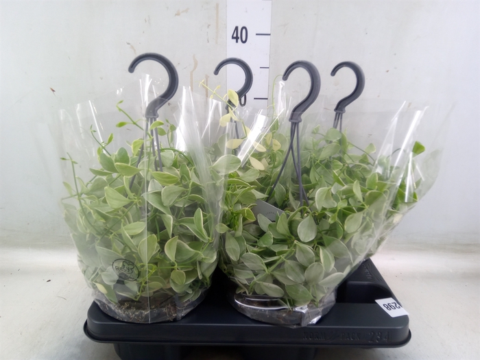 <h4>Dischidia oinantha 'Variegata'</h4>