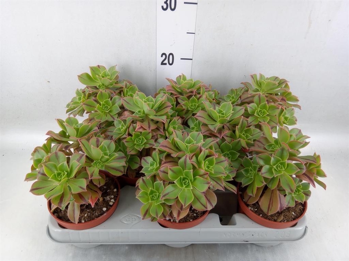 <h4>Aeonium   ...</h4>