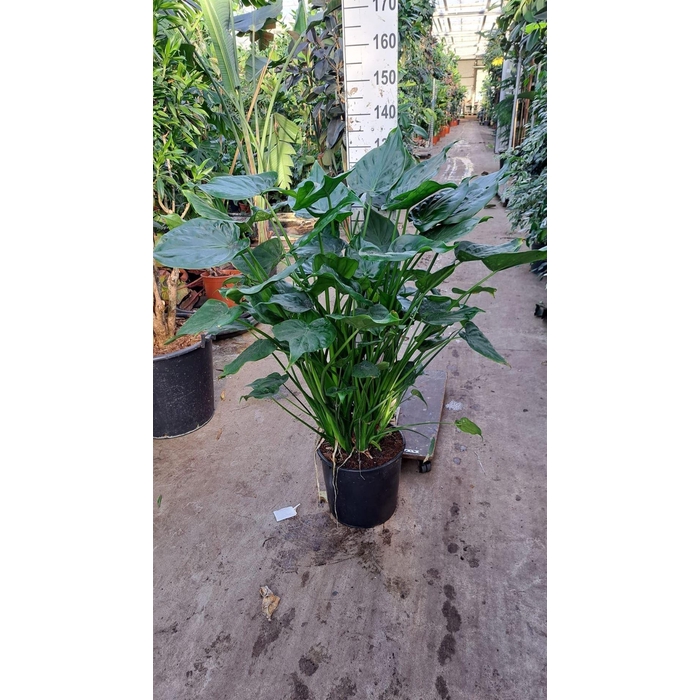 <h4>Alocasia cucullata</h4>