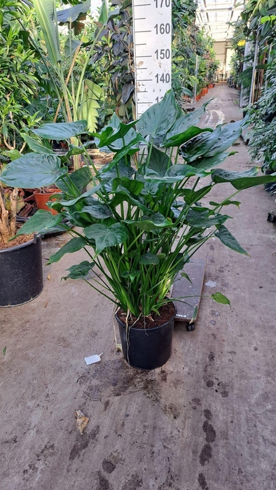<h4>Alocasia cucullata</h4>