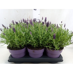Lavandula stoec. 'Anouk'