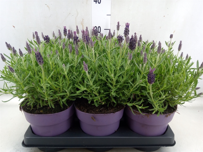 <h4>Lavandula stoec. 'Anouk'</h4>