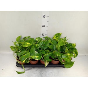 Epipremnum pinn. 'Aureum'